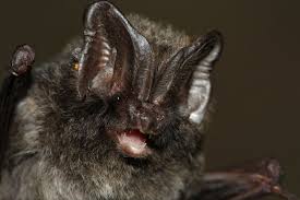 Barbastelle d'Europe