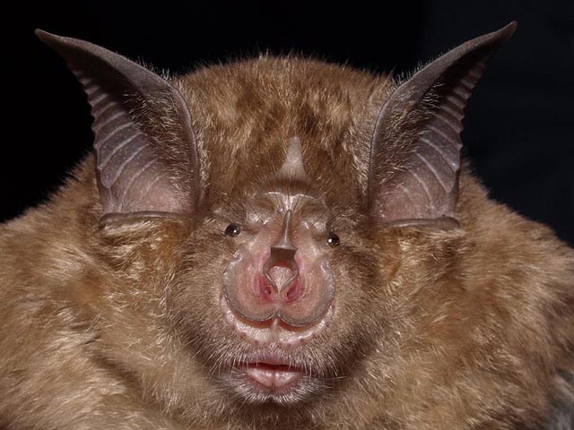 Grand Rinolophe