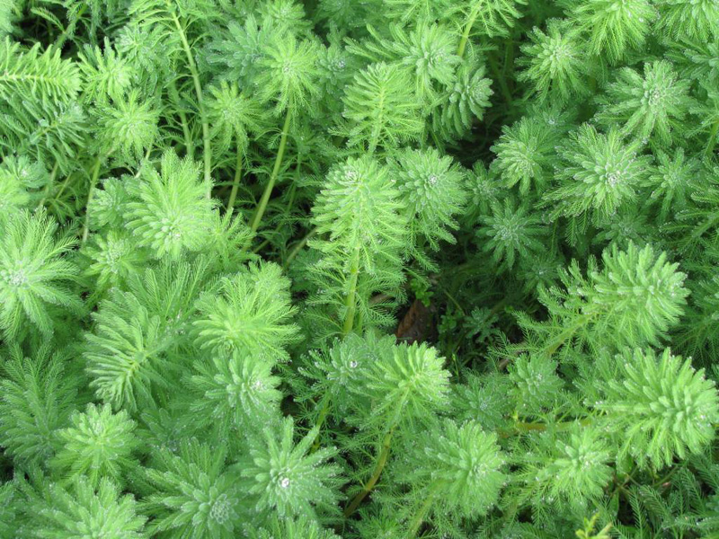 Myriophylle du Brésil